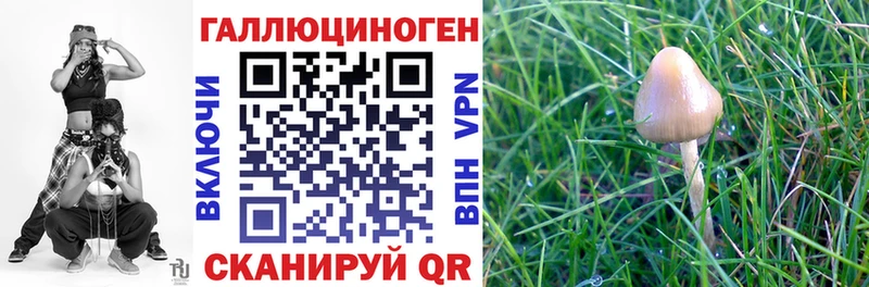 Псилоцибиновые грибы Psilocybine cubensis Невель